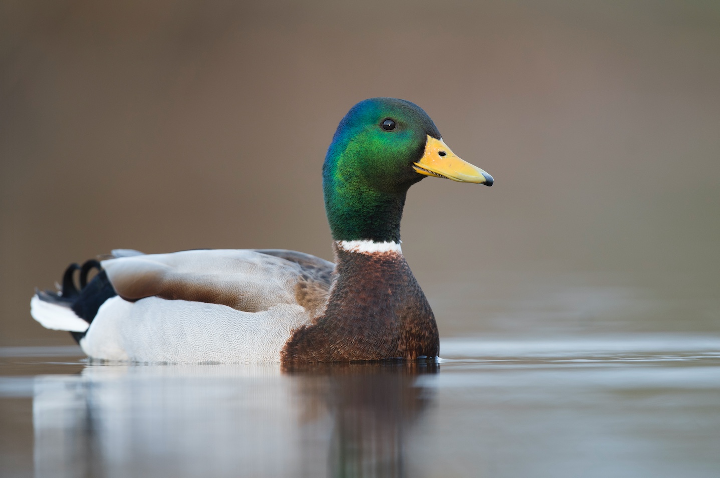 Image of a duck