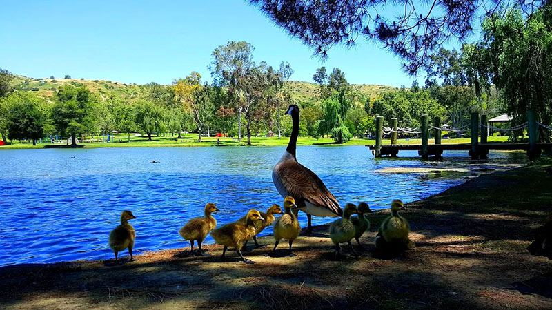 Photo of ducks by a pond