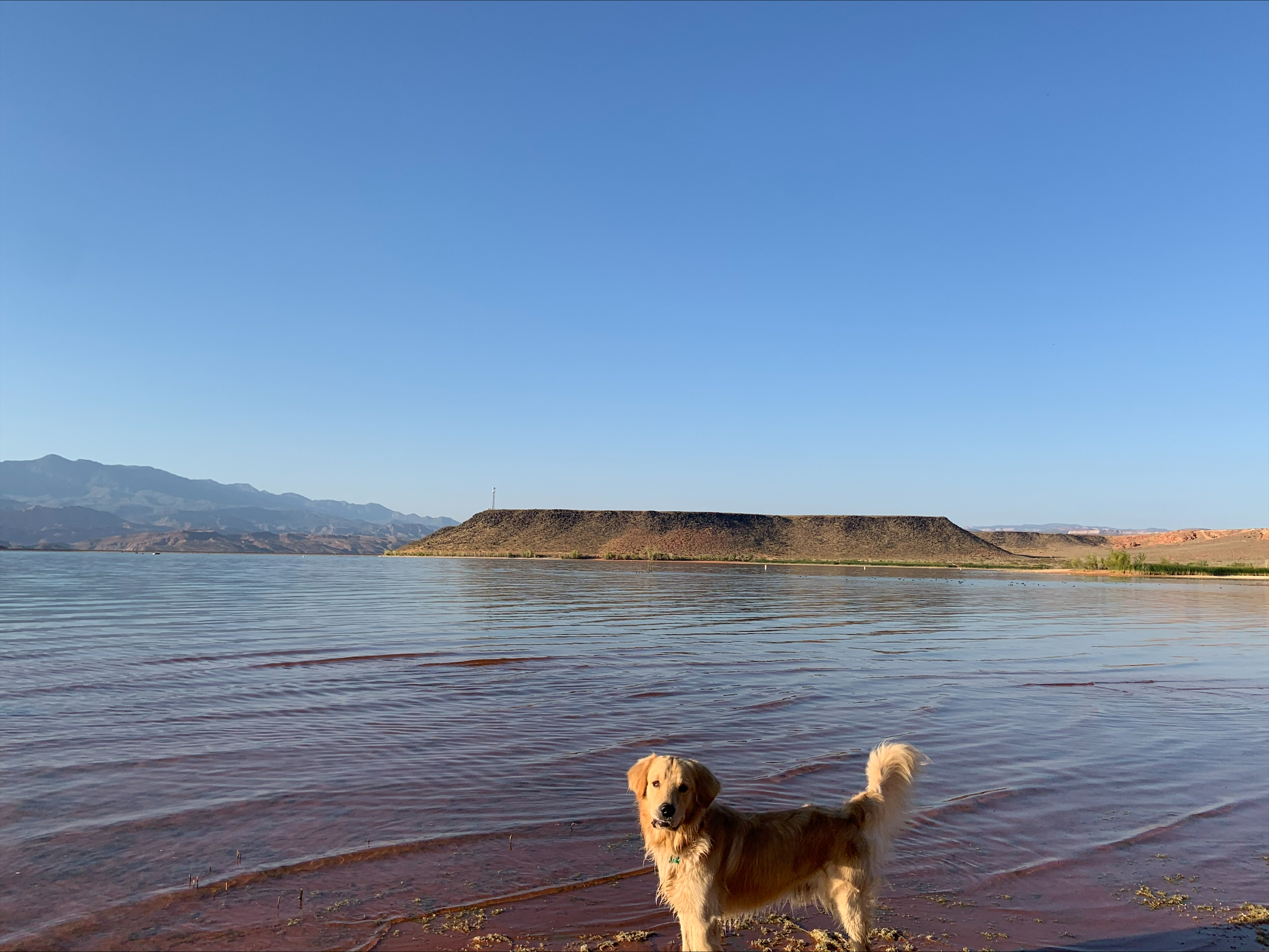 Photo of a dog standing in front of a lake