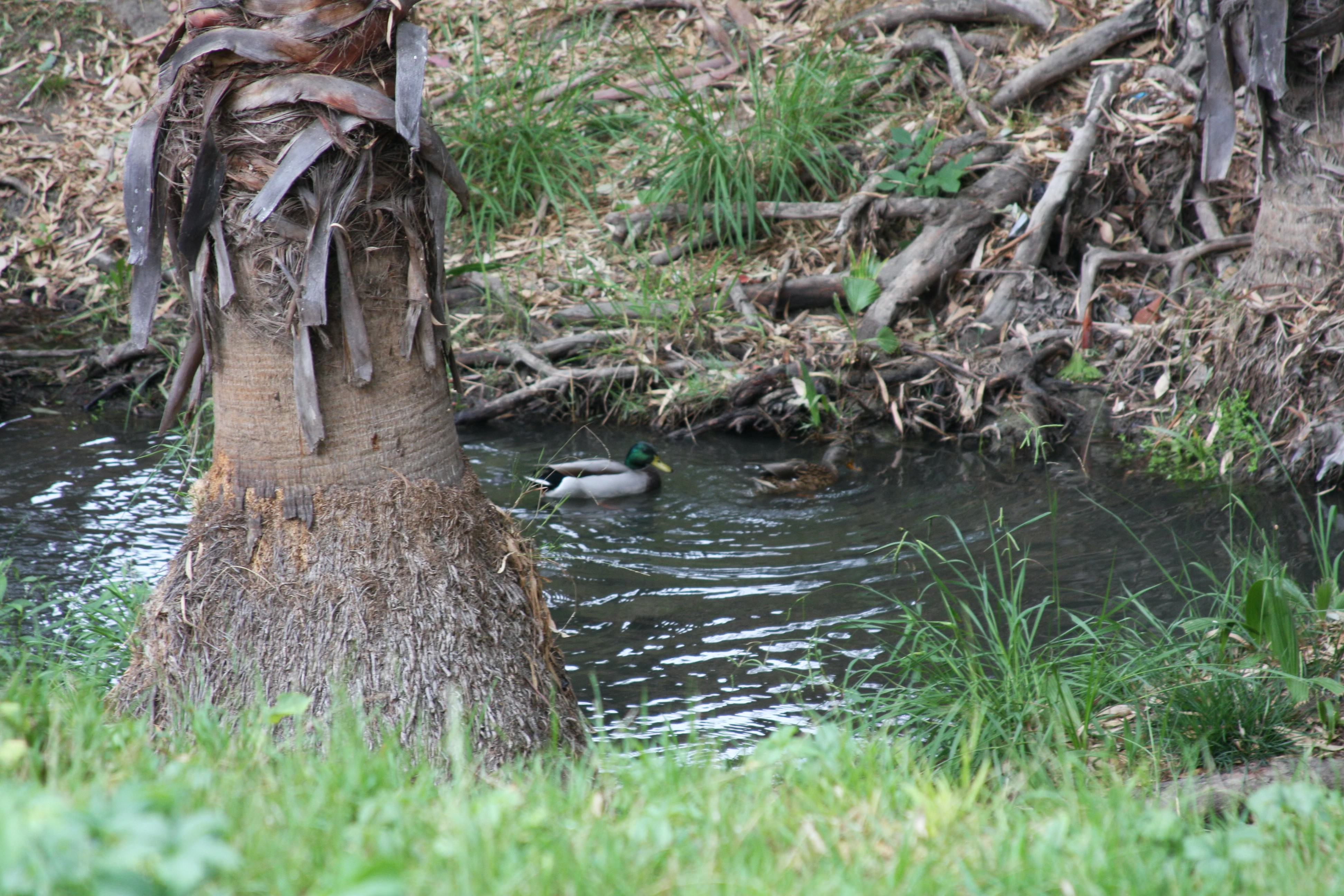 Photo of ducks in the creek next to campus