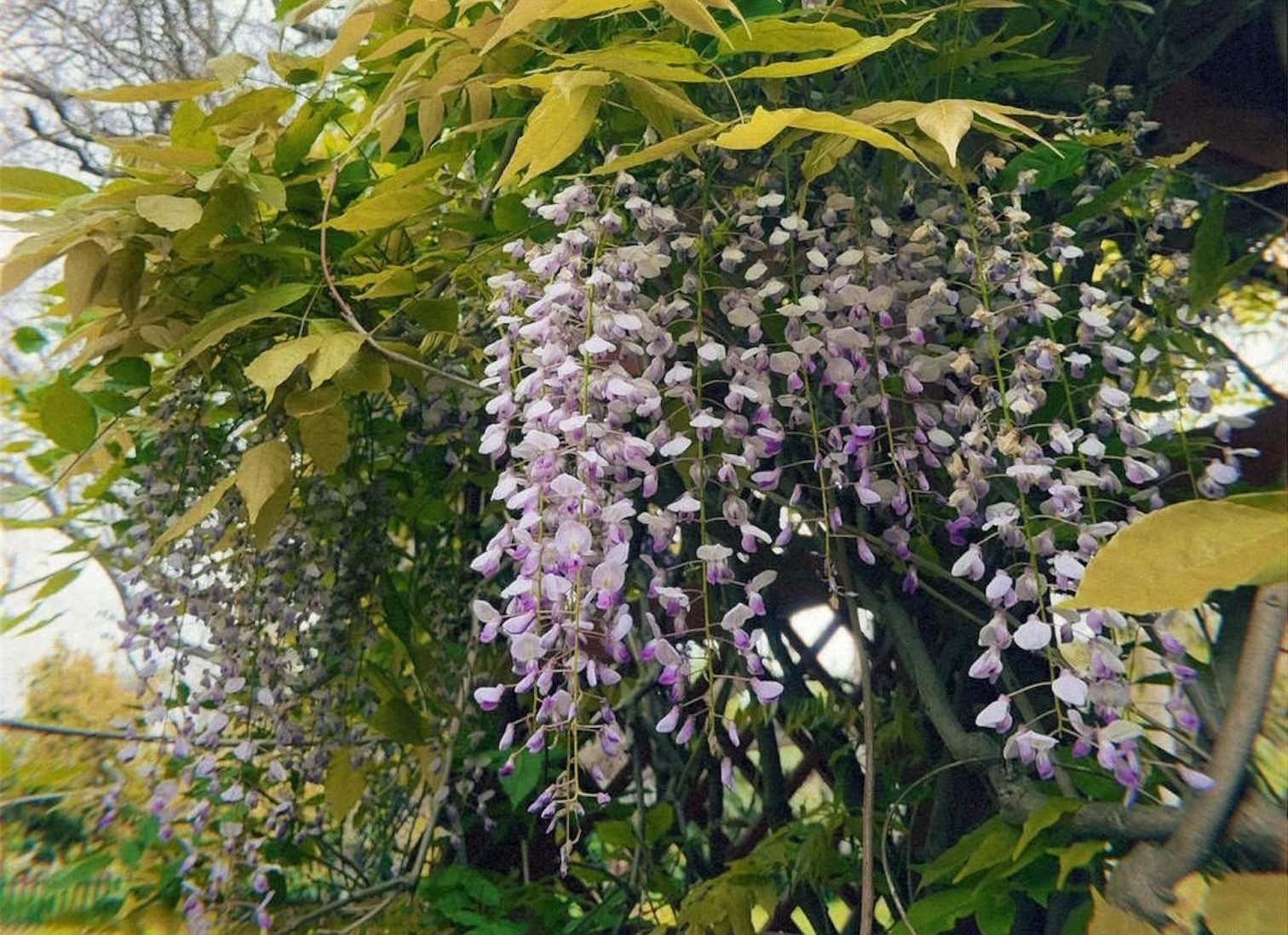 Picture of purple flowers and green leaves.