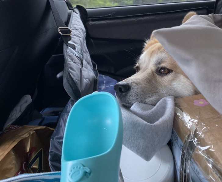 Dog