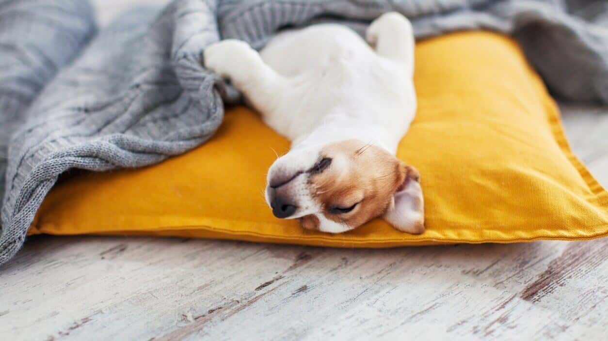 Sleep