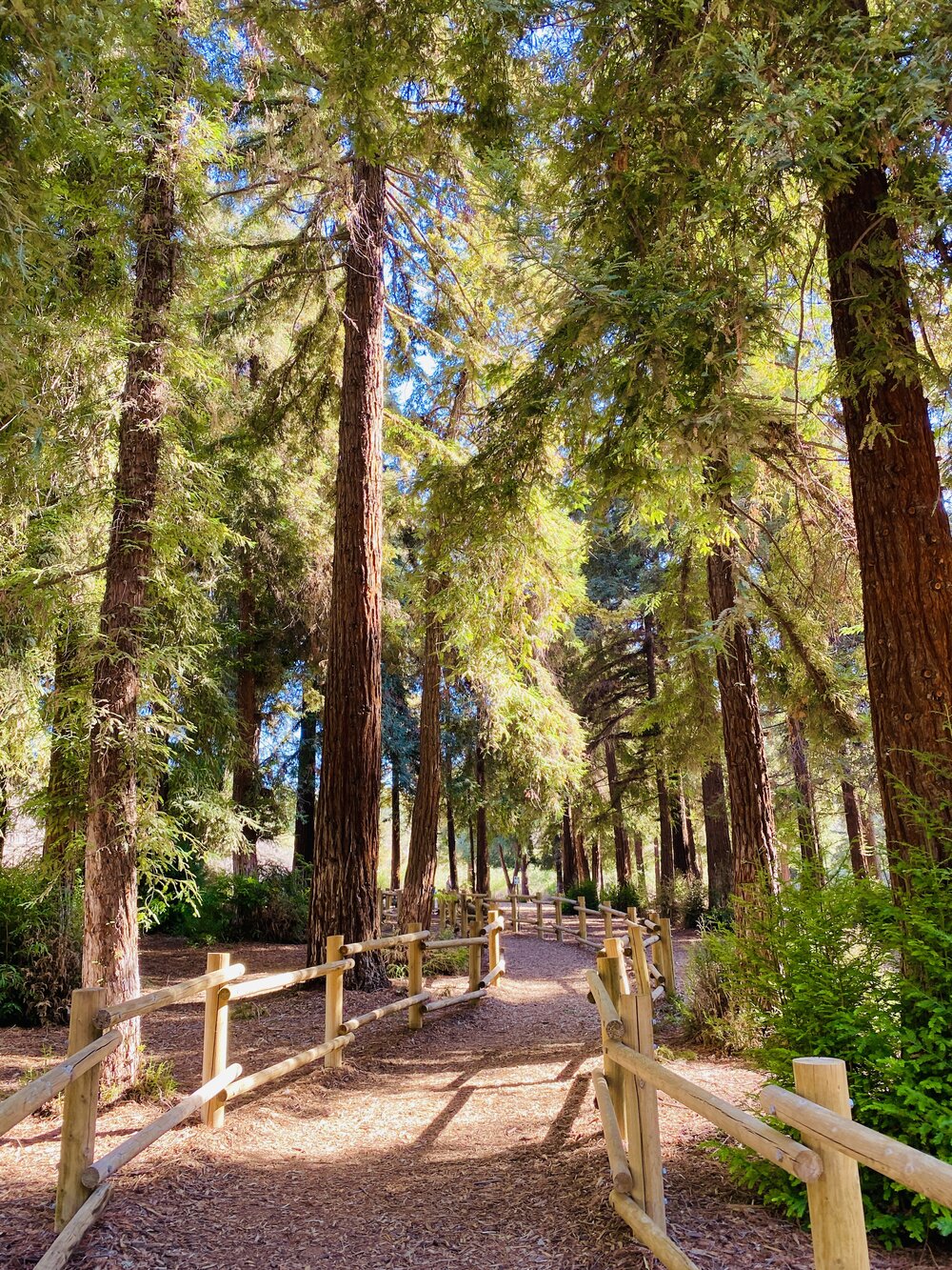 Redwoods in Carbon Canyon Regional Park