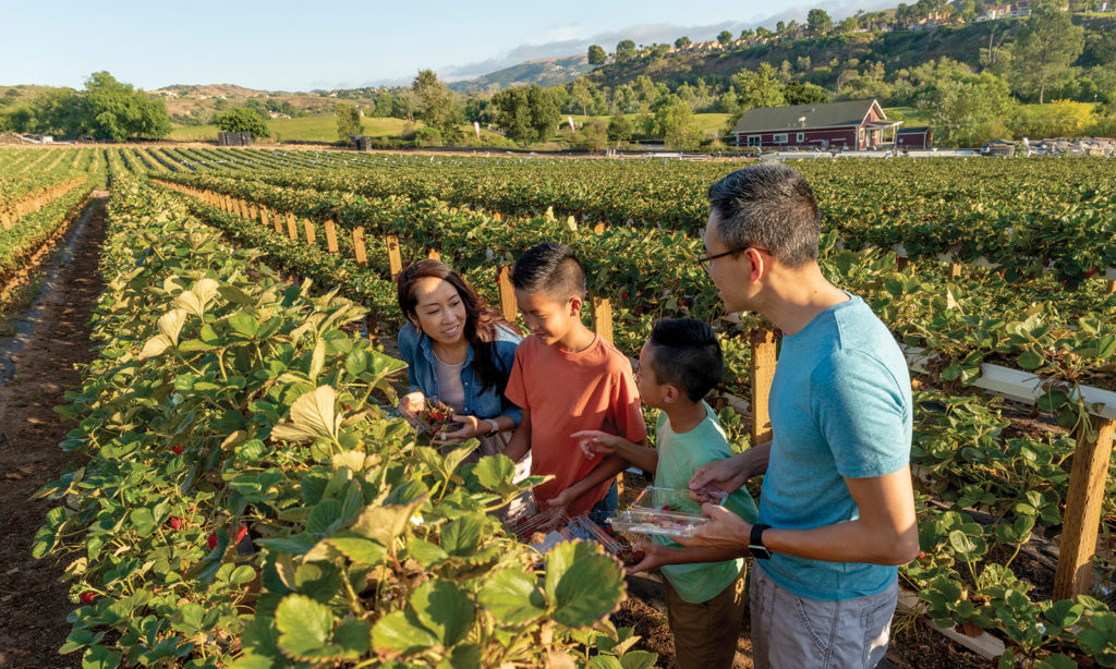 Photo of family picking fruit at a farm