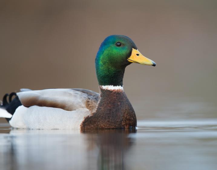 Image of a duck