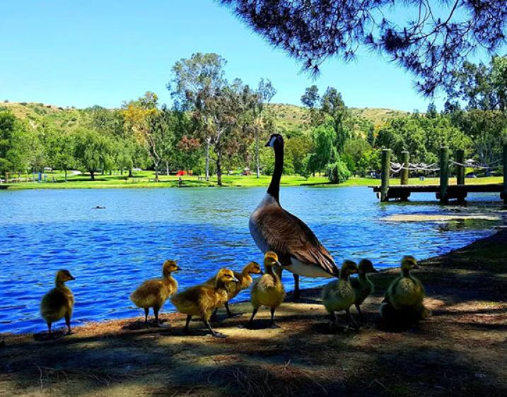 Photo of ducks by a pond