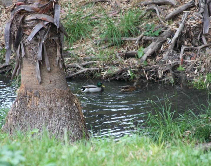 Photo of ducks in the creek next to campus