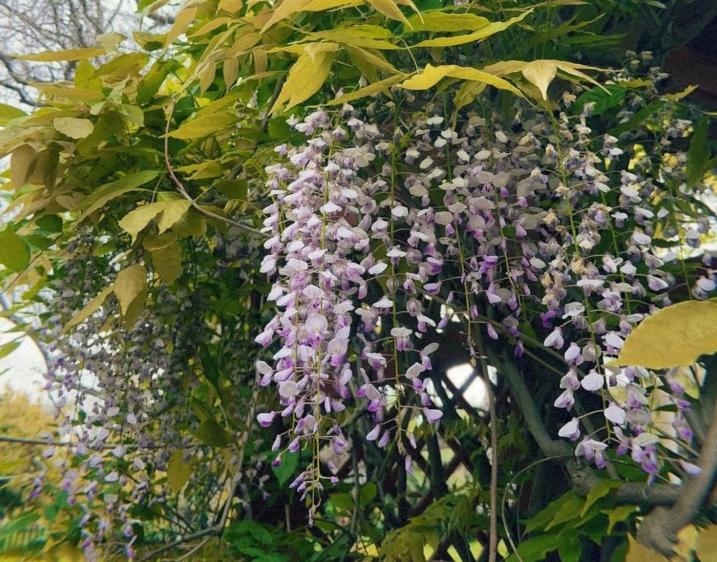 Picture of purple flowers and green leaves.
